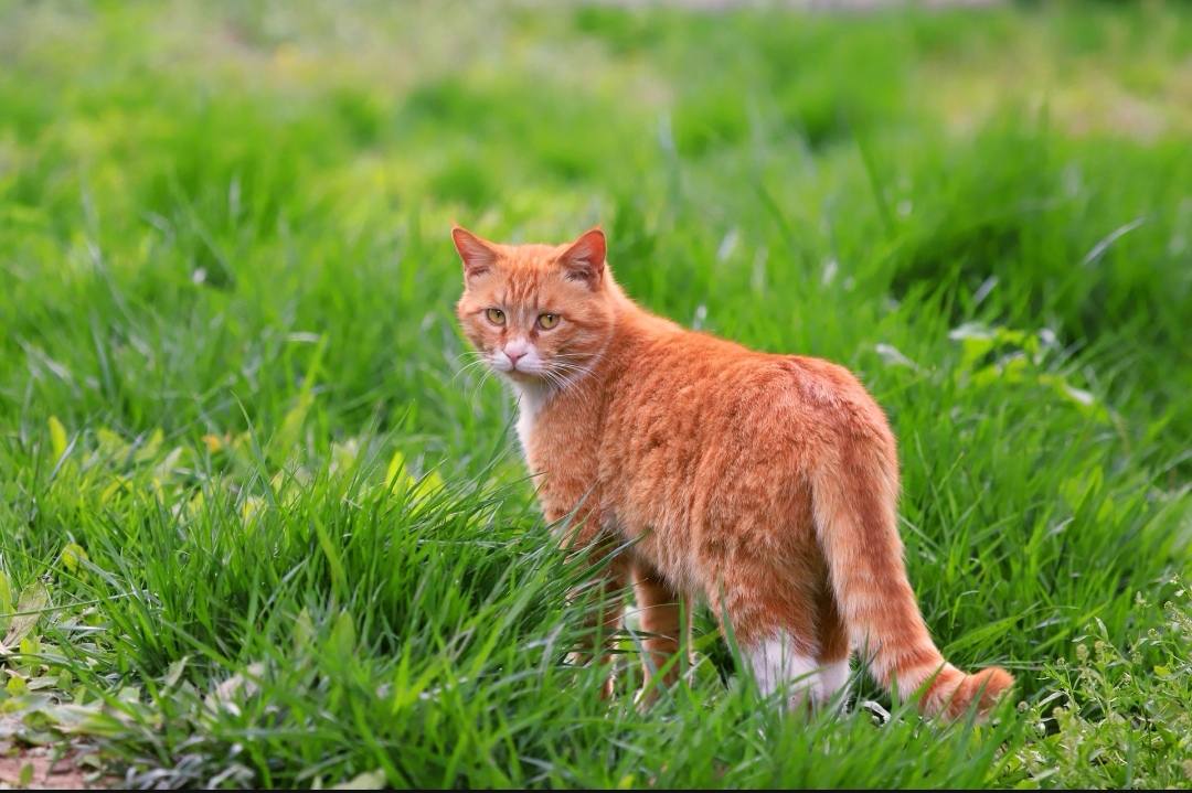 老虎 虎毒不食子，为什么有些母猫会吃掉自己的幼崽？