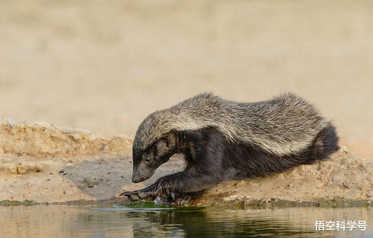 悟空科学号 大连蛇岛大约有两万条蛇，如果放两只蜜獾上去，大概多久能吃完？