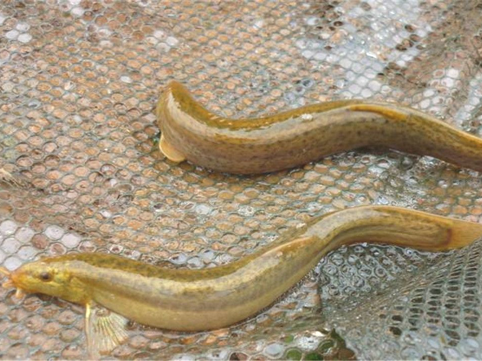 湖北|此乃“水中人参”，味道很鲜美，以前用来喂猫，如今是高端食材