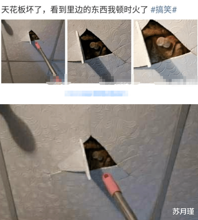 苏月瑾 “火车正在行驶中，这玩意突然跳起来了，问题应该不大吧。”哈哈哈