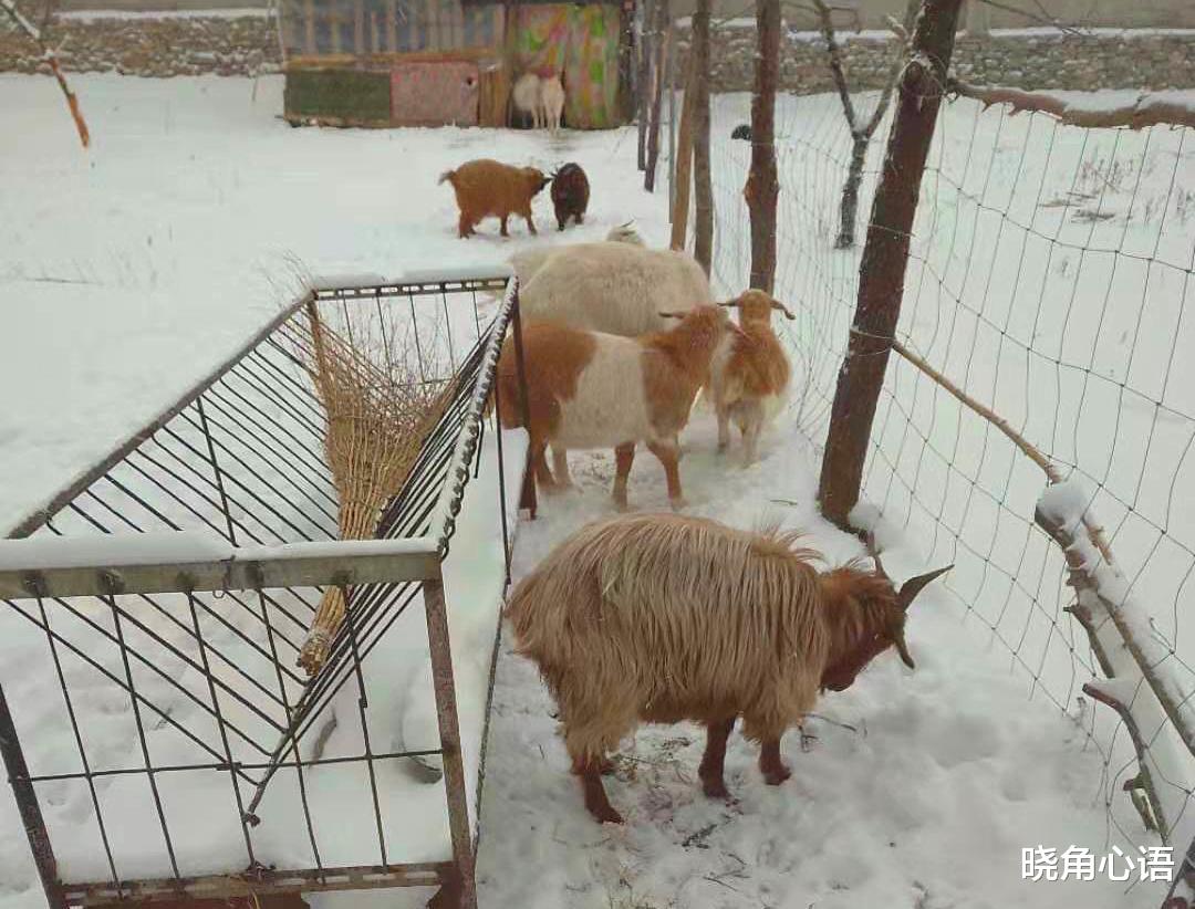 晓角心语 和亲弟抱团养老5年很幸福,我不愿把房子给侄子听到他的话我愣了