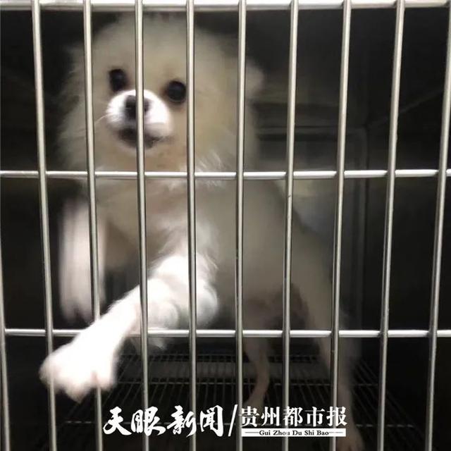 贵州都市报 这是捆绑消费？领养流浪动物交保证金引争议，宠物医院：事关责任