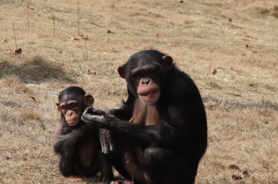 黑猩猩 猩猩与人的杂交实验，5名人类女性为科学献身，实验成功了吗？