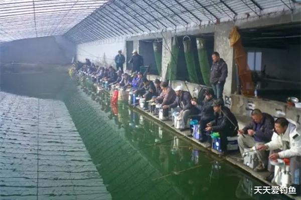 鲫鱼|冬季钓鲫鱼，大棚中鱼口更轻，用这些方法来应当对，收获差不了！