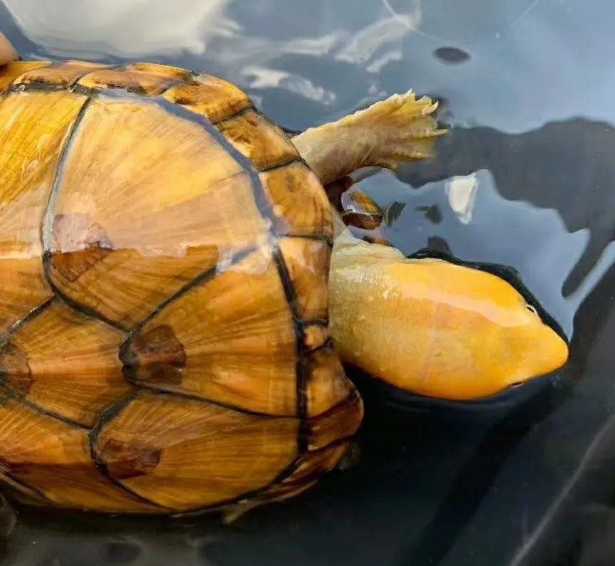 免疫治疗 公龟母龟死亡率竟然不一样，这难道是生理原因？