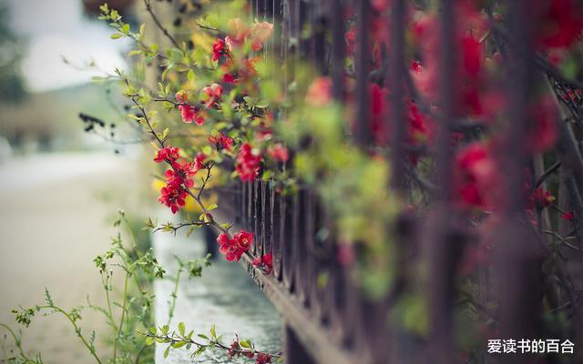 爱读书的百合|为什么人越穷越喜欢安逸的生活?原因很真实