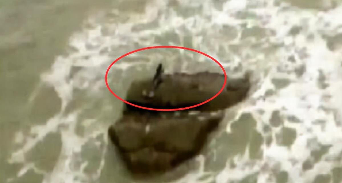 儒艮 你幻想过美人鱼的存在吗？它的真实长相会像人们想象的样子吗