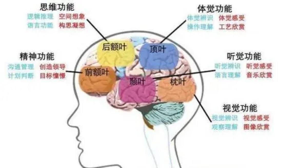 大脑皮层 人脑只用了3~5%，开发出100%就能上天入地，这种说法有根据吗？