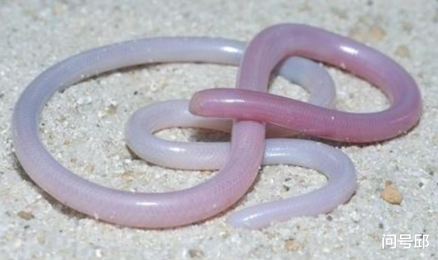 白蚁 蚯蚓？蛇？傻傻分不清楚：1.5亿年前就存在的古生物是全球旅行者