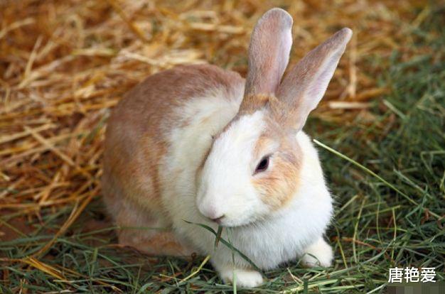 属兔|“惹不起”的属兔人，六月大喜不请自来，自己偷着乐吧