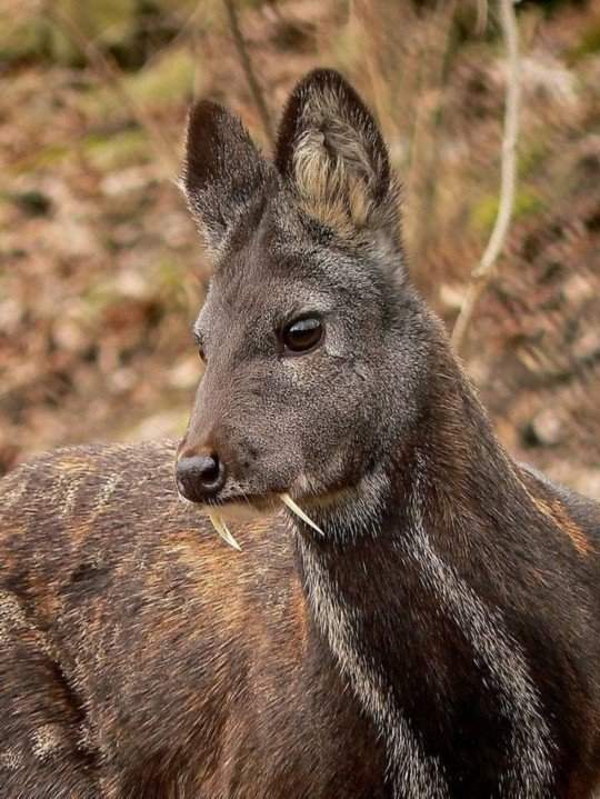 麋鹿 南亚地区有一种“鬼”鹿，为何消失60年，又重新被人们发现
