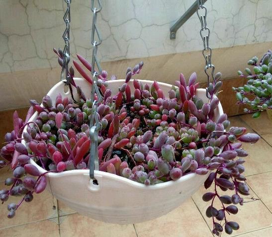 植萌|为什么养紫玄月,看看紫玄月垂吊的状态,情不自禁喜欢上了