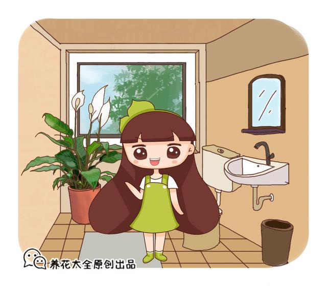 卫生间里养盆花,净化空气消除异味,关键是耐阴省心