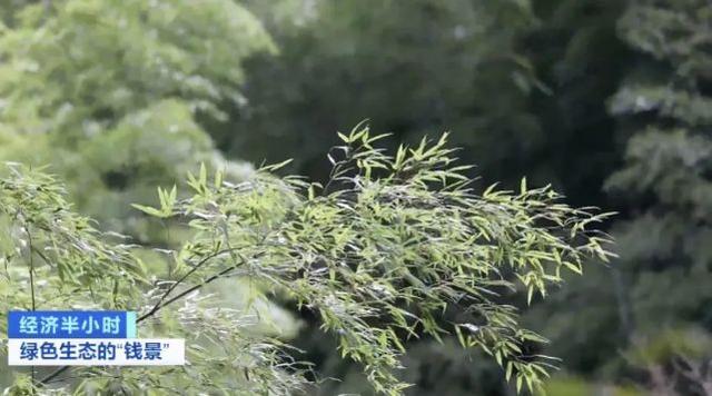 空气也能抵押贷款?真的!六旬老人从银行贷了37万余元:“这辈子真是头一次听说”
