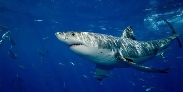 舜网 为什么大白鲨的皮肤相比于鲸鱼的皮肤来说是光滑很多？