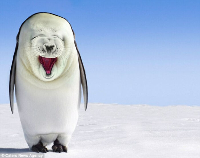  将动物组合在一起，有可爱的，有恐怖的，但它们都很有趣