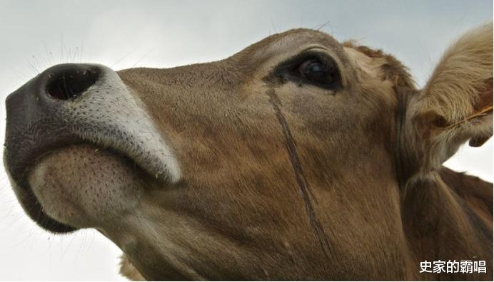 史家的霸唱 牛被宰杀时为什么要流眼泪，真是通人性吗？专家的解释，令人后怕