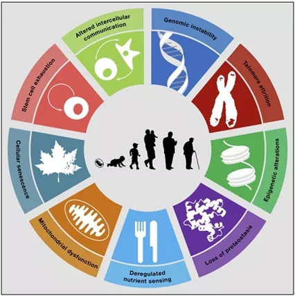 大脑|年过50岁,如何延缓衰老,提高生命质量?照着养,老得慢一些