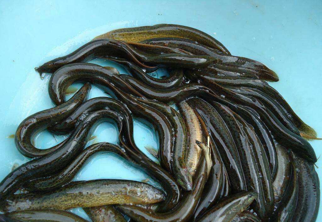 湖北|此乃“水中人参”，味道很鲜美，以前用来喂猫，如今是高端食材