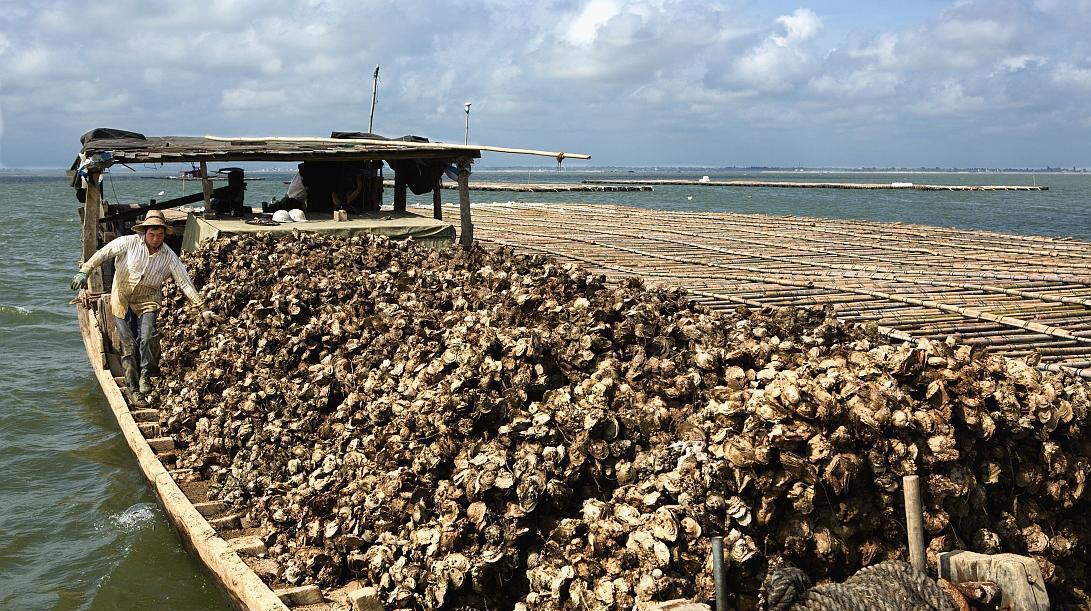 海星 4种贼“悲催”的入侵物种，跋山涉水的来，没想到差点被吃成濒危