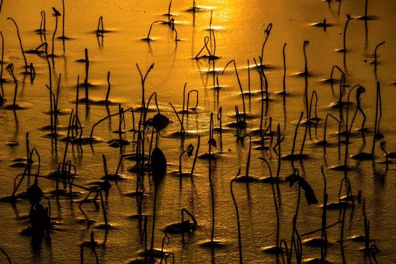 驻马店微摄影 心为荷动 ———记摄影师梁虹