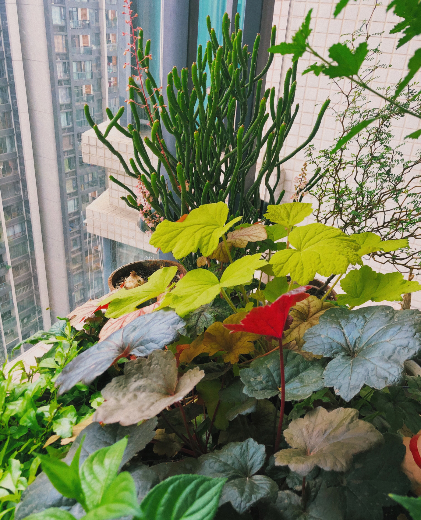 3.3㎡迷你阳台“造花园”，没想到小小阳台能这么漂亮，太喜欢了