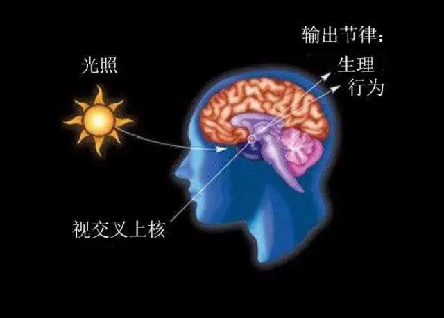  日出而作，日落而息，大脑里真的有个生物钟吗？