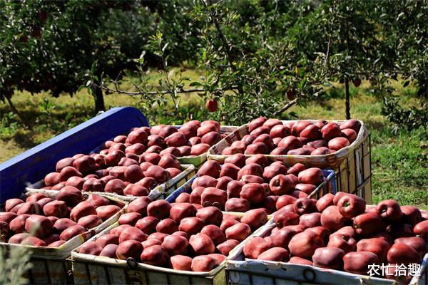 甘肃 未成熟又采收，一斤2元抢着卖，口碑都不要了，网友：滞销怪谁