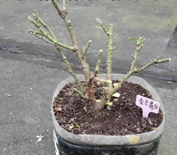 7种花冬天会假死,叶子掉光不要扔,明年还能大爆花!