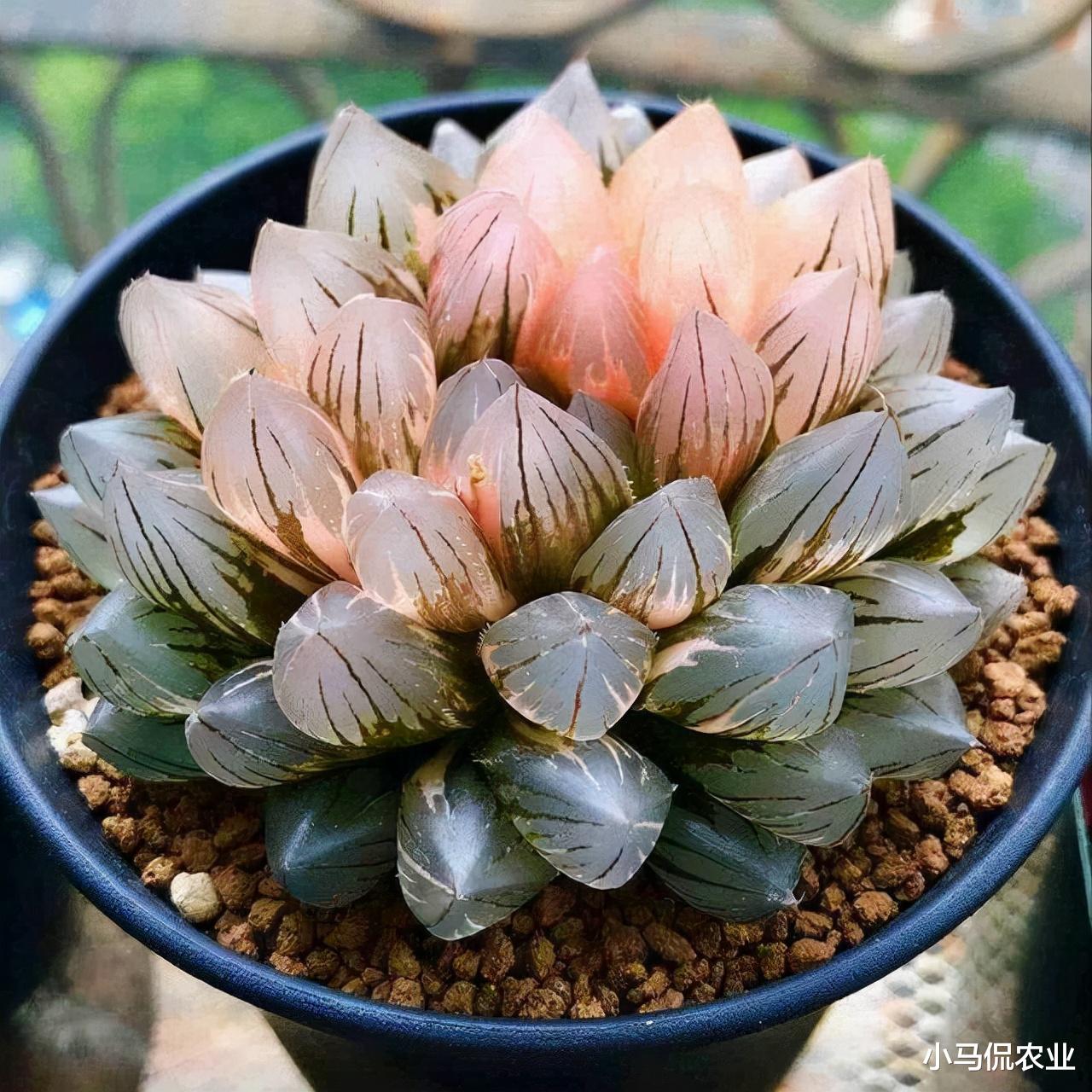 山东男子花费5万买一盆多肉绿植，越养越值钱，到底长啥样