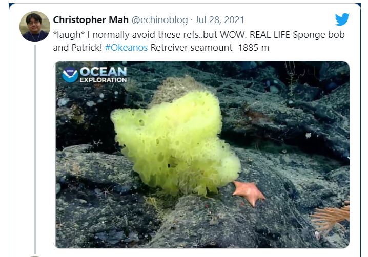 科学家 科学家发现现实世界的海绵宝宝和派大星