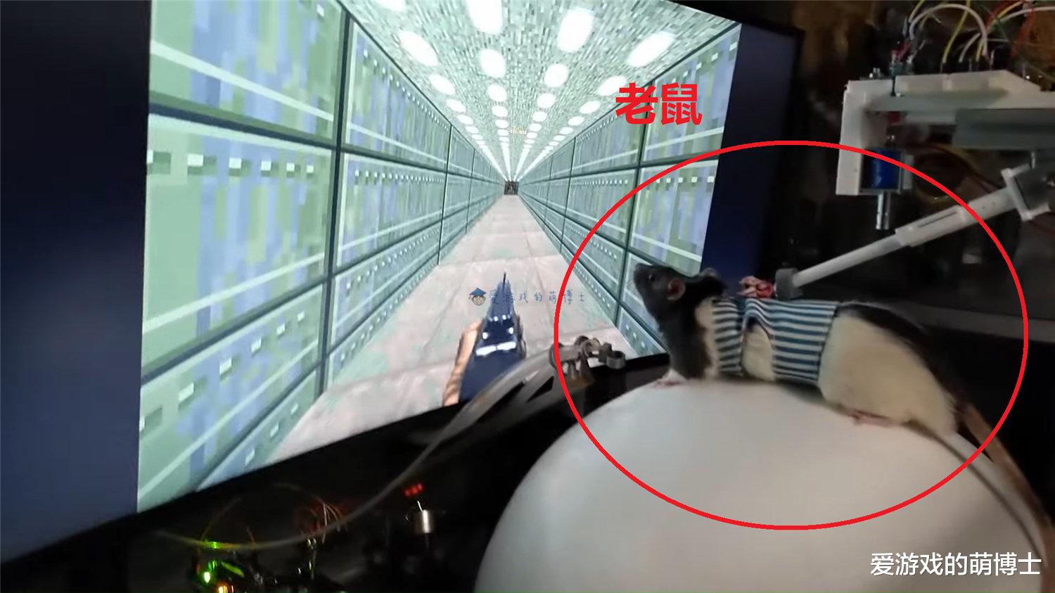 毁灭战士2|说出来你肯定不信，老鼠用VR游戏设备畅玩《毁灭战士2》