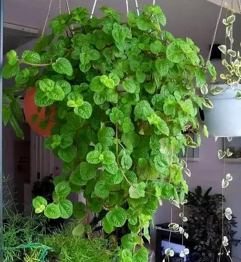 5种“香香花”摆在卫生间,臭味通通跑光,跟喷了香水儿似得