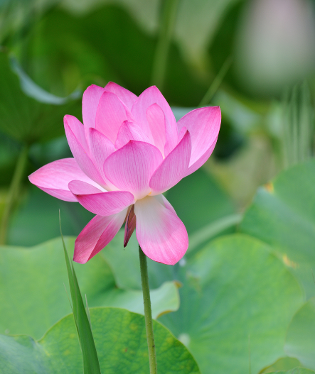 星临天下|7月2日开始，鸿运当头，4属相横财连发，生活越来越精彩