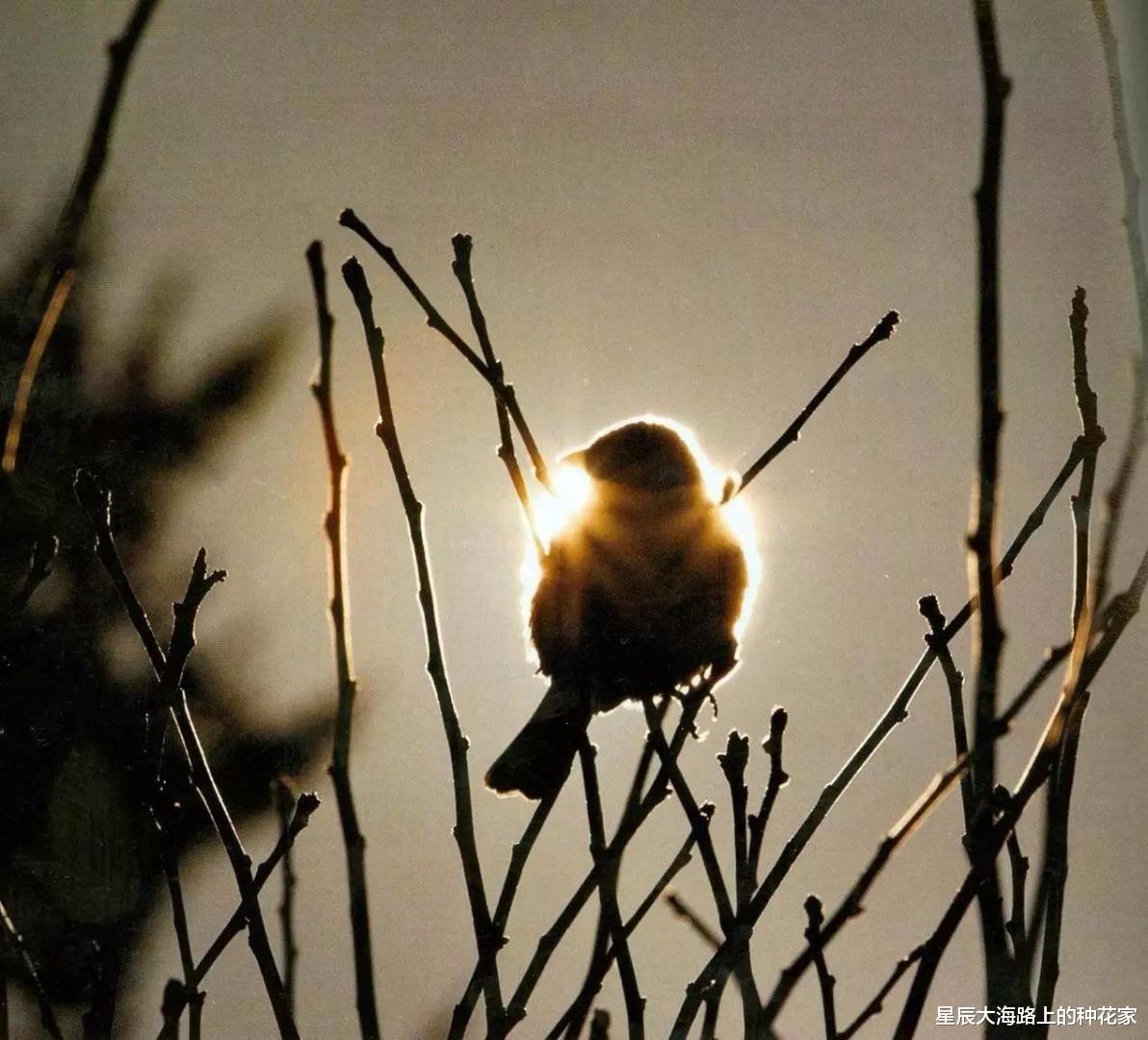 华南虎 我国本土麻雀去哪了？随处可见的麻雀竟然都是进口的！