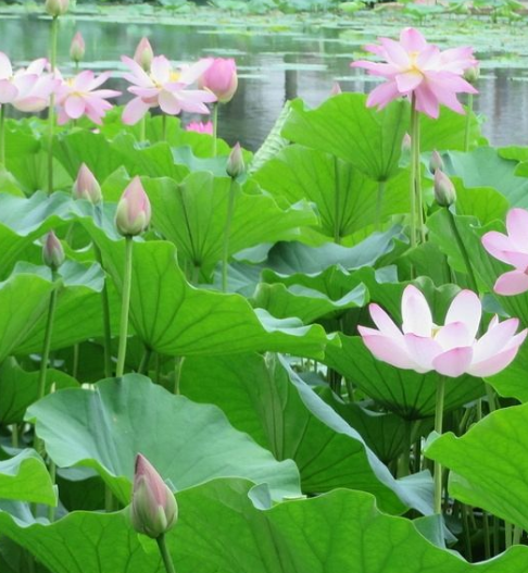 霉运|9月底，霉运褪去，4属相紫气东来，富贵挡不住，家业兴旺