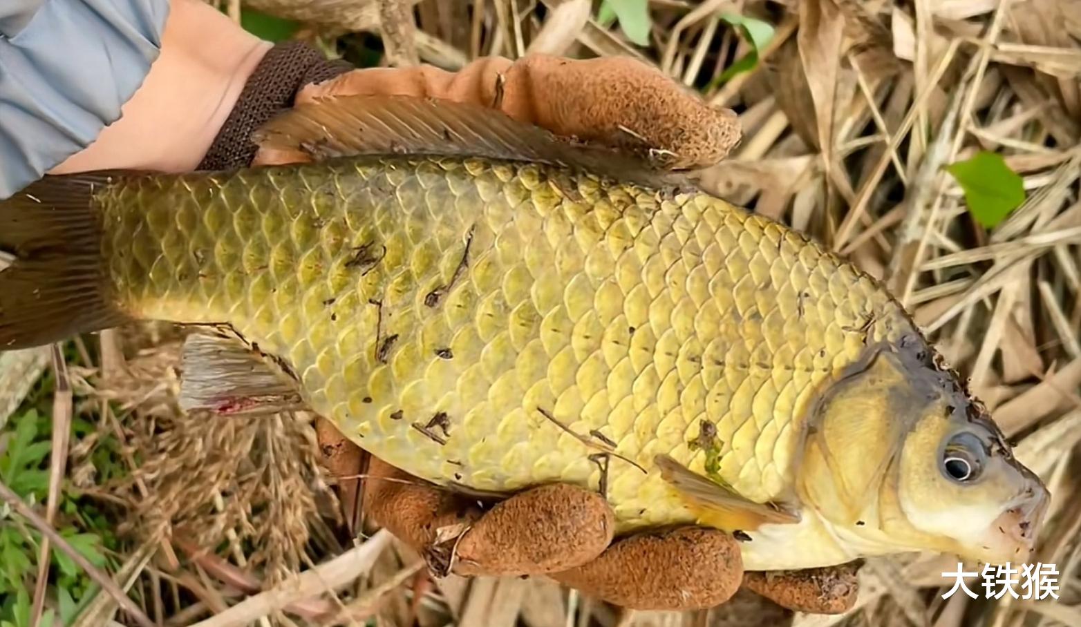 |冬季钓鱼，上几条鱼就停口？想爆护需用绝招，这套路冬季独有