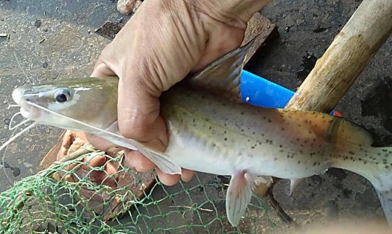 邕江|广西钓鱼人邕江钓起芝麻剑，吓得转身就放生了！求生欲望真强