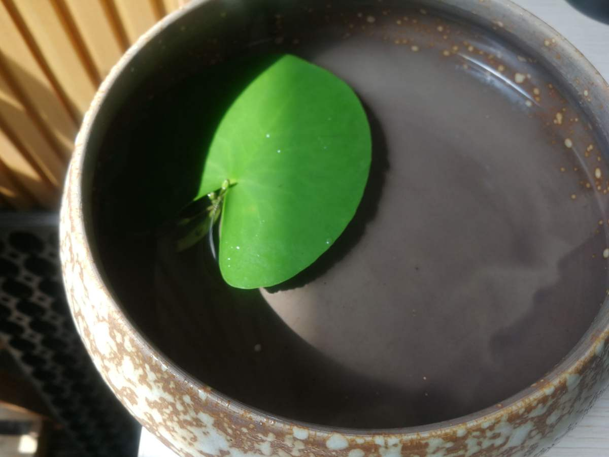 福州|1种花放水里就能活，却不适合有孩子的家养，很可能变“水帘洞”