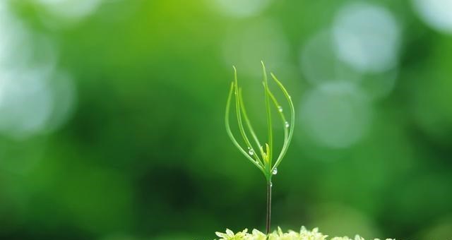 二氧化碳 世界首例，我国突破二氧化碳合成淀粉技术，空气或也能成粮食来源