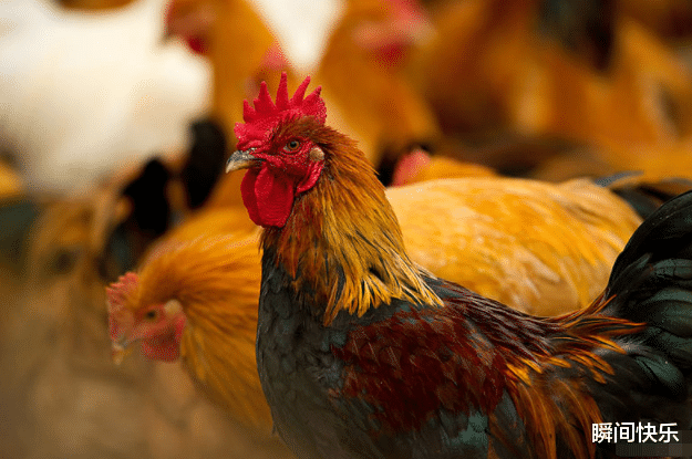 龚俊|7月11-7月19日，喜事临门，3生肖贵人助力，大运全开，事业腾飞