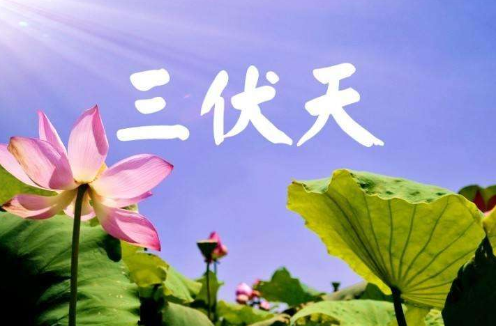 五台山沙棘|三伏天别贪凉，中医教你如何正确养生