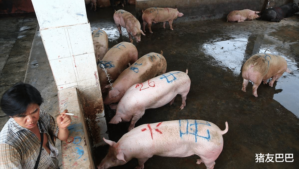 生豬價格下挫52.5%，市場到底供給瞭多少豬肉量？權威分析來瞭-圖2