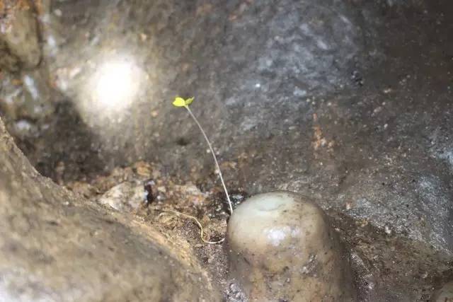 贵州 贵州印江洋溪猴灵洞,这真是大自然的鬼斧神工....