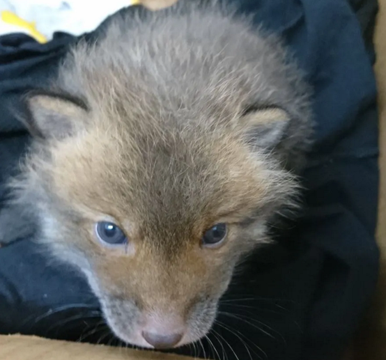 底层好声音 男子路边捡了一只“小狗”,越养越不对劲,兽医劝他赶紧送走