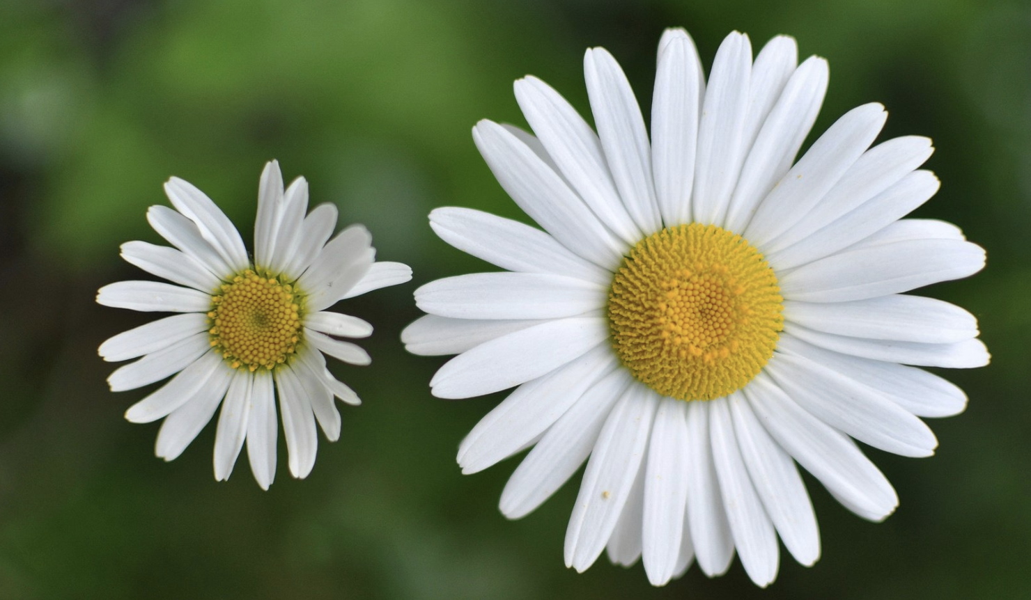 生肖夜梦|9月底,心不甘,情不愿,非你莫属,3生肖兜兜转转,再回首,再相爱