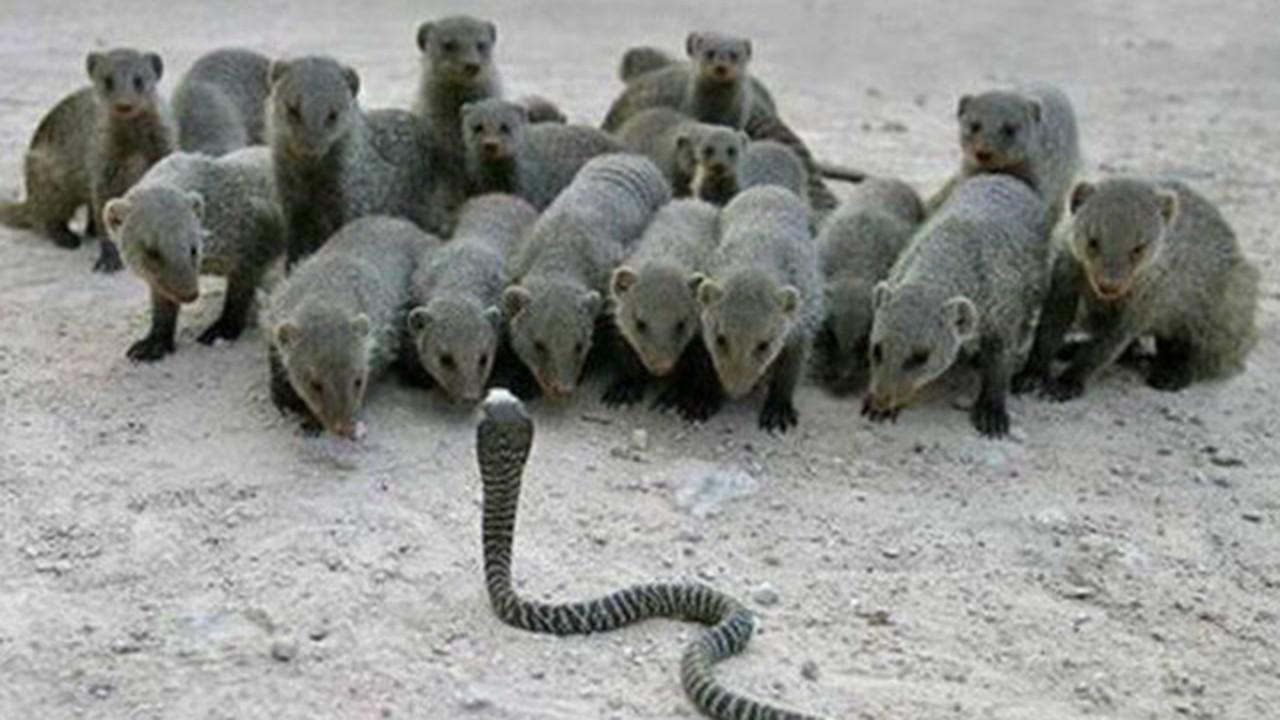 BULU动物来啦 同为毒蛇克星，平头哥蜜獾和蒙哥蛇獴到底谁更强？