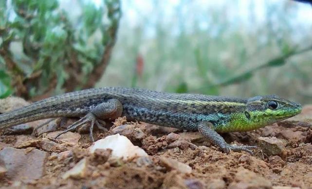 狮子 24个冷知识：生物老师看完直呼不可思议，但却真实存在的有趣知识。