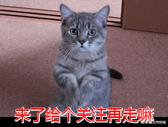 |蓝猫太肥了怎么减肥？