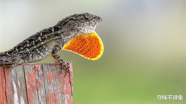 兔子 鲜为人知的24个奇怪冷知识，或许没有听过